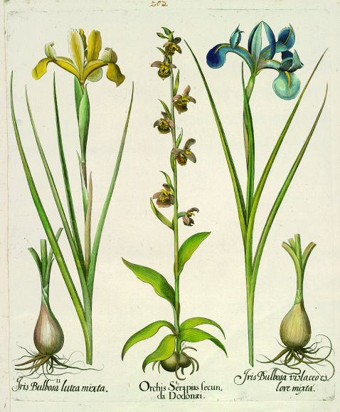  Blumen und Pflanzen - Orchis Serapias fecum/Hummel-Ragwurz oder Kerfstendel.