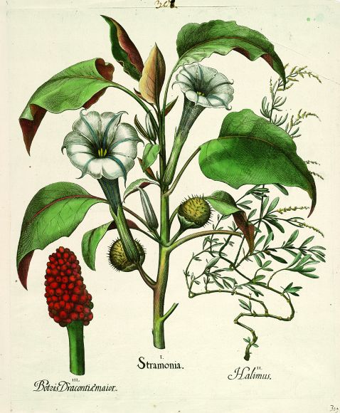  Blumen und Pflanzen - Stramonia/Stechapfel.