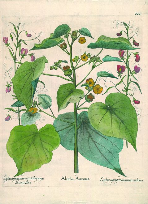  Blumen und Pflanzen - Abutilon Auicennae / Chinesischer Hanf, Chinesische Jute, Gelbe Schönmalve.
