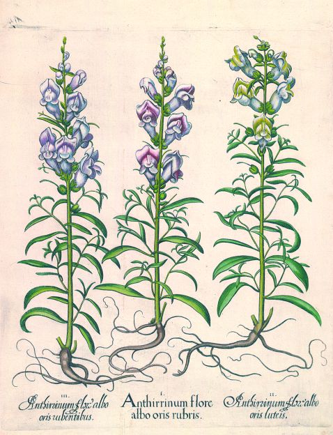  Blumen und Pflanzen - Anthirrinum flore albo oris rubris/Garten-Löwenmaul.