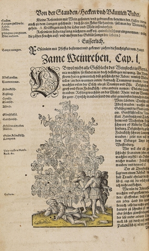 Hironymus Bock - Kreütterbuch. 1595