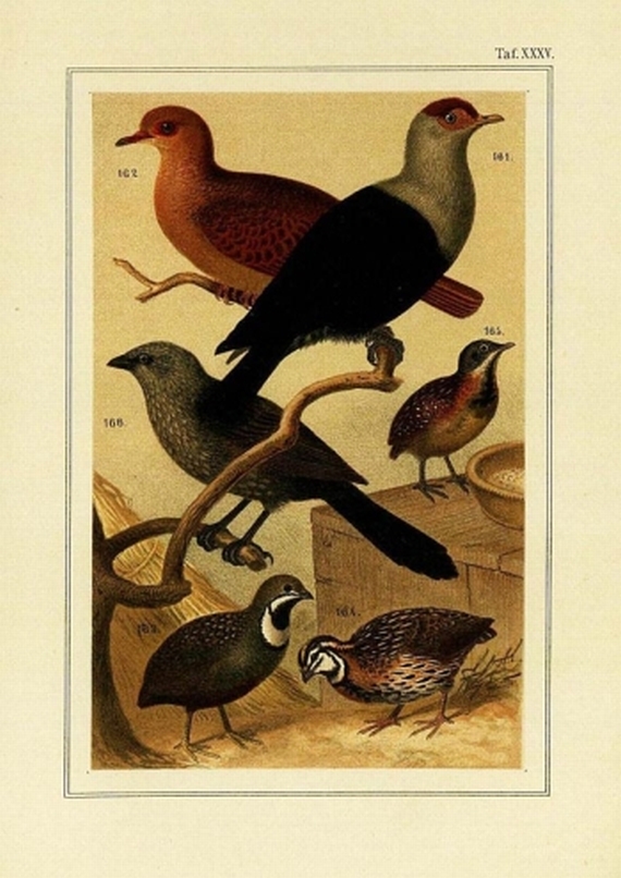 Karl Ruß - Stubenvögel. 4 Bde. 1899
