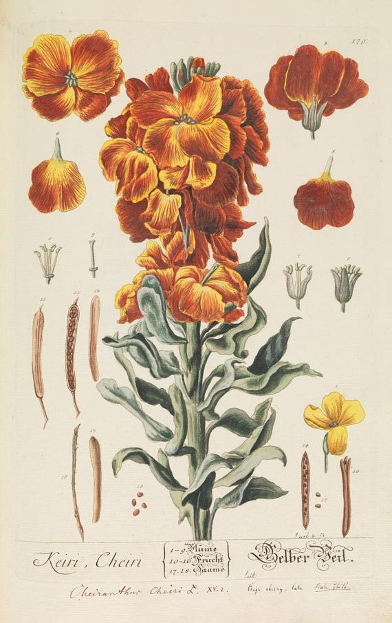 Elisabeth Blackwell - Herbarium Blackwellianum, 6 Bde. 1750. - Weitere Abbildung
