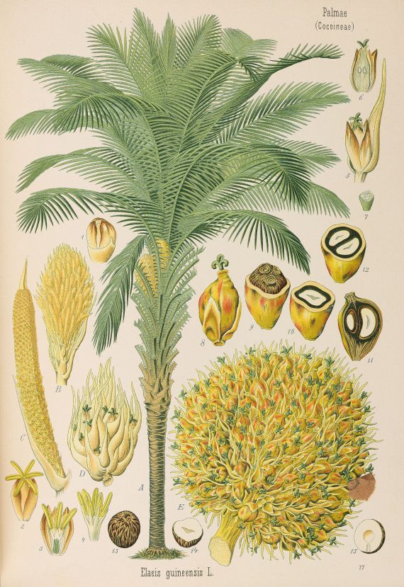 Hermann Adolph Köhler - Medizinal-Pflanzen 3 Bde.1883