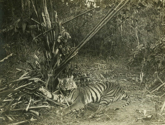 Photographie-Album - Photoalbum, Sumatra. Um 1900.