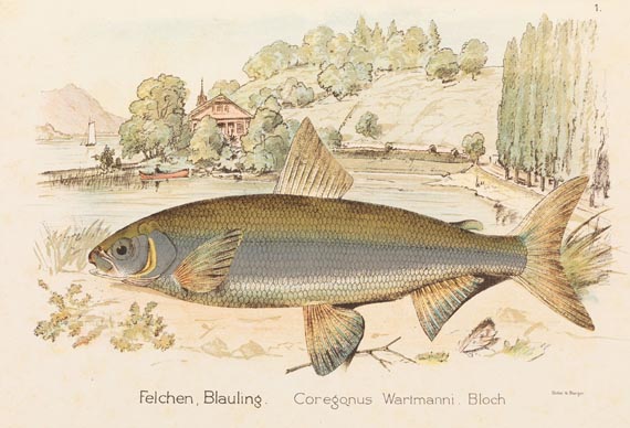 Schweizerisches Fischkochbuch - Schweizerisches Fischkochbuch 1894