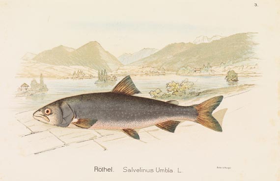  - Schweizerisches Fischkochbuch 1894 - Weitere Abbildung