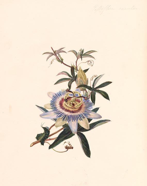 Mary Sedgwick - The Moral of Flowers, Handschrift (Nr. 43). Um 1840.