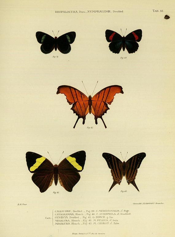 Benedicto Raymundo da Silva - Lepidopteros do Brasil 1907