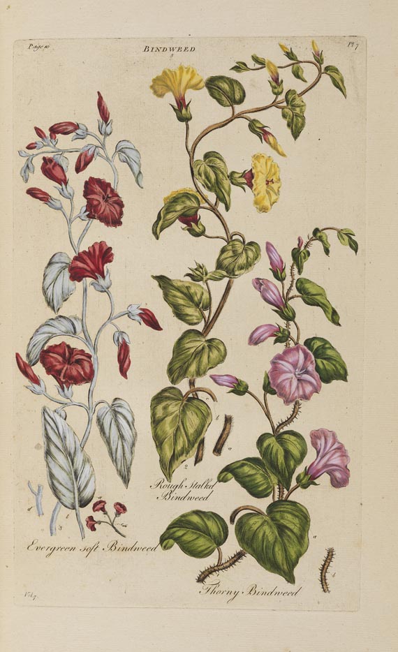 John Hill - Vegetable System. 13 Bde. 1775 - Weitere Abbildung