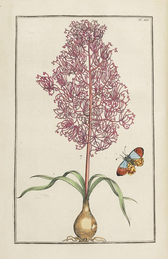 Maria Sibylla Merian - Histoire générale des insectes. 1771. - Weitere Abbildung