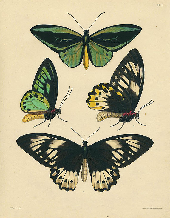 John Edward Gray - Lepidopterous insects. 1852.