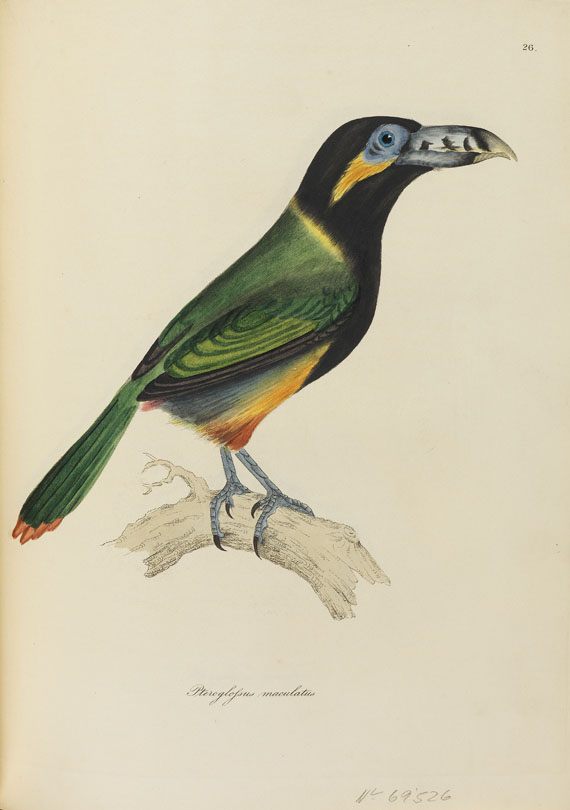 William Jardine - Illustrations of ornithology. 1826-35. 3 Bde.