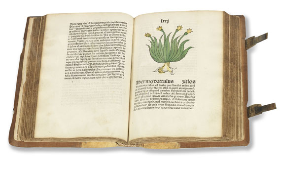   - Herbarius Patavie. 1485. - Weitere Abbildung