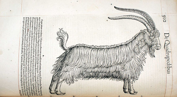 Conrad Gesner - Historiae animalium lib. I. 1551