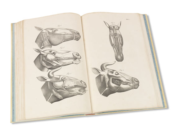 Ernst Friedrich Gurlt - Anatomische Abbildungen der Haus-Säugethiere. 3 Bde.