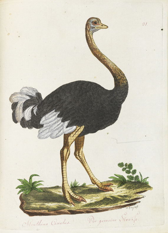 Joachim J. Nepomuk Spalowsky - Beytrag zur Naturgeschichte der Vögel. Bd. I-IV, zus. 4 Bde. - Weitere Abbildung