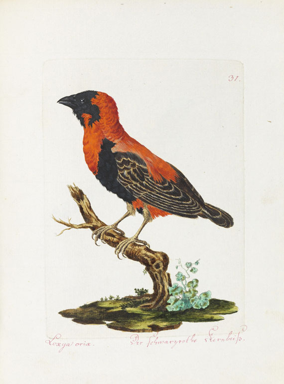Joachim J. Nepomuk Spalowsky - Beytrag zur Naturgeschichte der Vögel. Bd. I-IV, zus. 4 Bde. - Weitere Abbildung