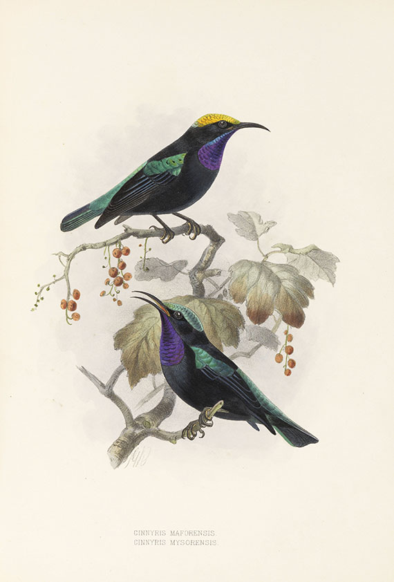 George Ernest Shelley - A monograph of the Nectariniidae, or sun birds. 1876. - Weitere Abbildung