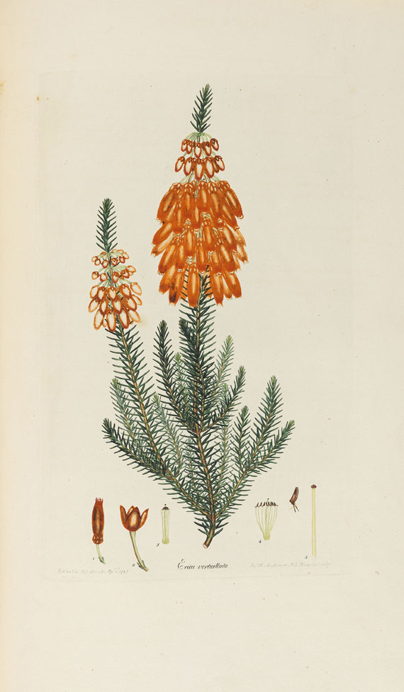Henry Charles Andrews - Coloured engravings of heaths - Weitere Abbildung