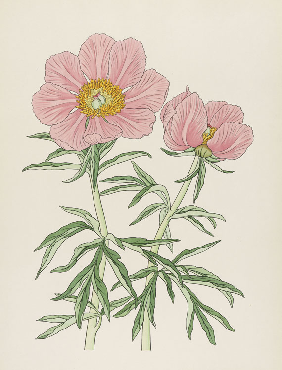 Josef Weisz - Blumen der Alpen. 4 Mappen - Weitere Abbildung