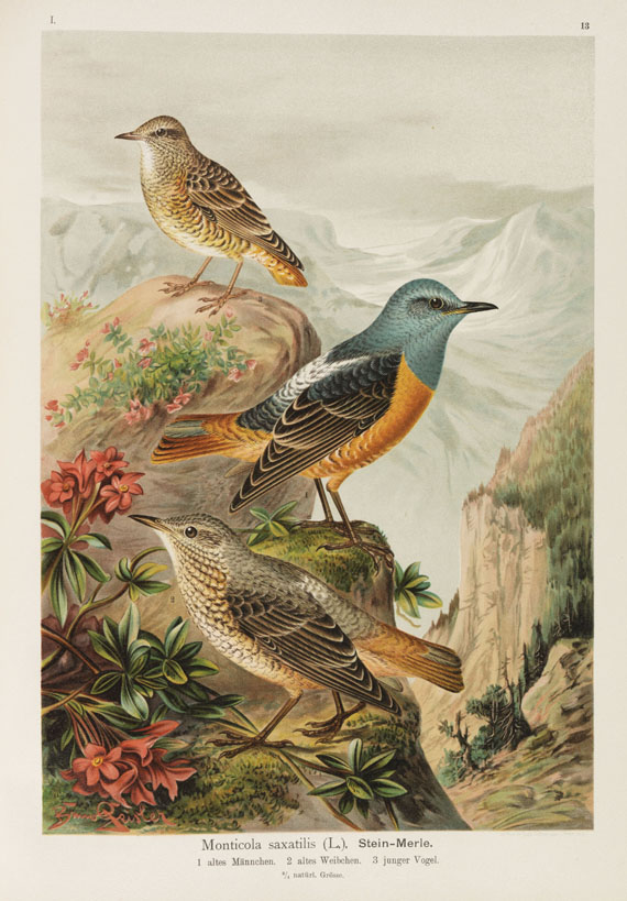 Johann Friedrich Naumann - Naturgeschichte der Vögel. 12 Bände - Weitere Abbildung