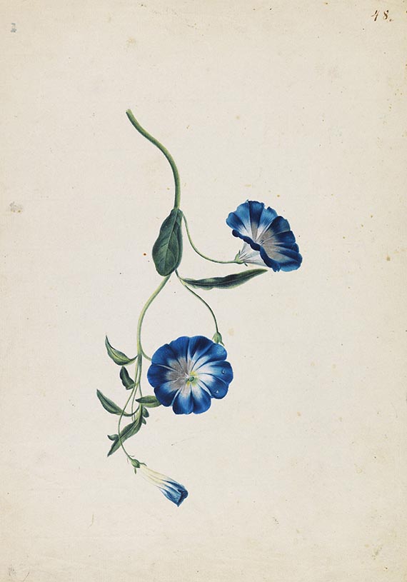 Franz Blaschek - Blumenstudien: Tulpe und Zaunwinde