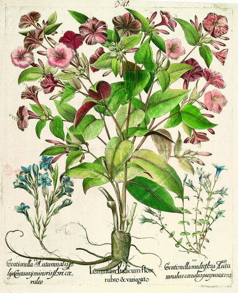 Blumen und Pflanzen - Jasminum Indicum flore/Wunderblume.