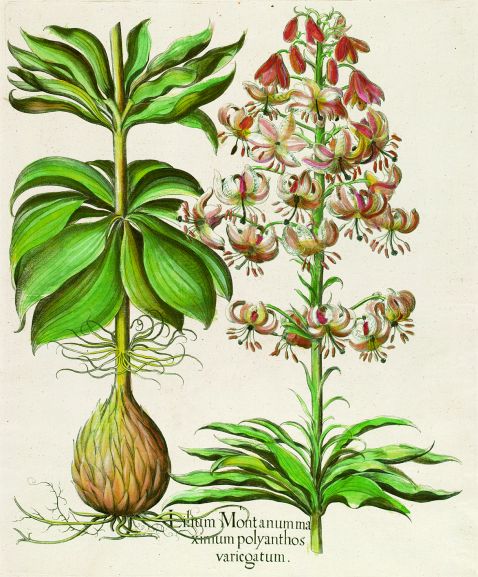  Blumen und Pflanzen - Lilium Montanumma/Vielblütige, gefleckte Türkenbund-Lilie mit Zwiebel.