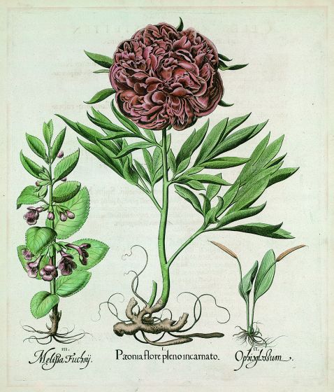 Blumen und Pflanzen - Paeonia flore pleno incarnato/Gefüllte Garten-Pfingstrose.