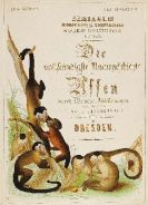 Heinrich Gottlieb Ludwig Reichenbach - Die vollständige Naturgeschichte der Affen