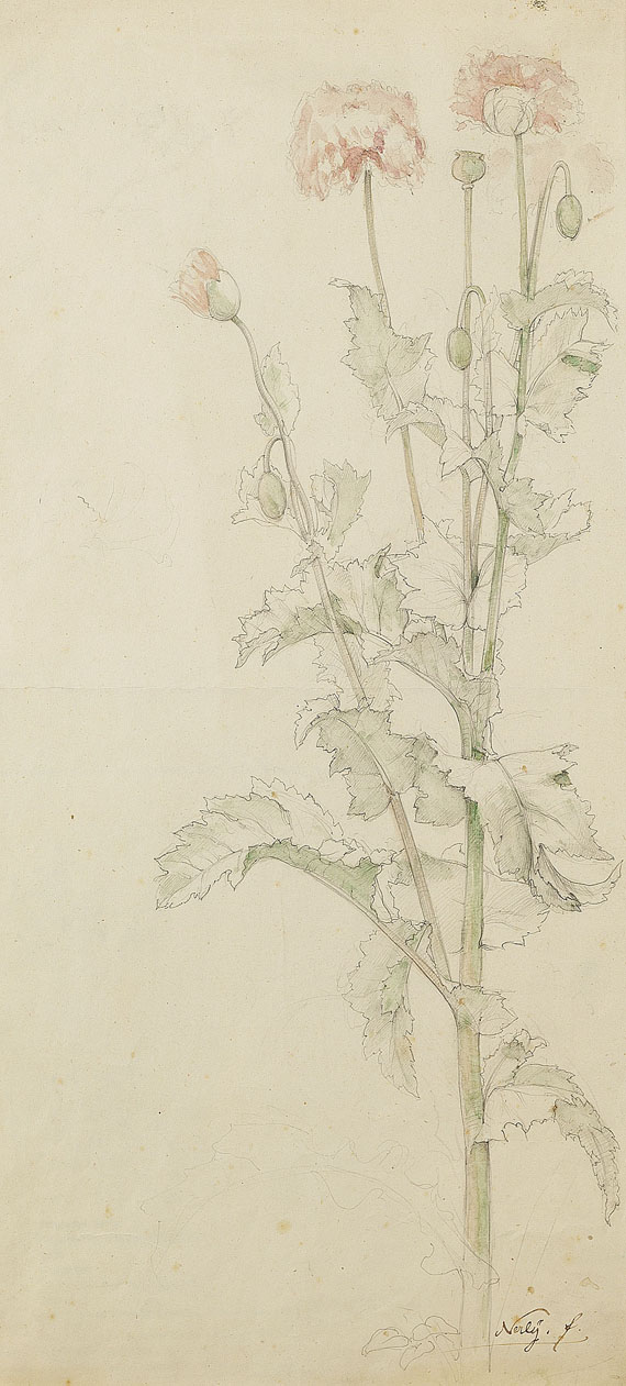 Friedrich Nerly - Studie einer Mohnpflanze