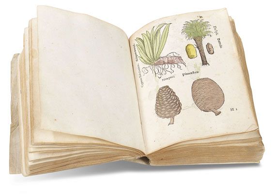   - Herbarum, arborum, fruticum, frumentorum. 1552 - Weitere Abbildung