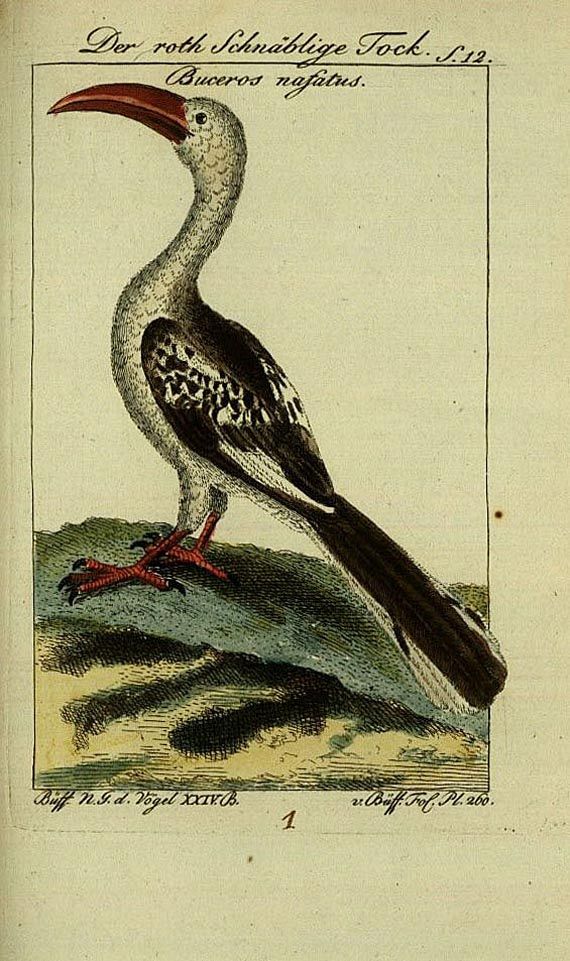 Georges Louis Leclerc comte de Buffon - Naturgeschichte der Vögel, 2 Bde. 1796. (14)