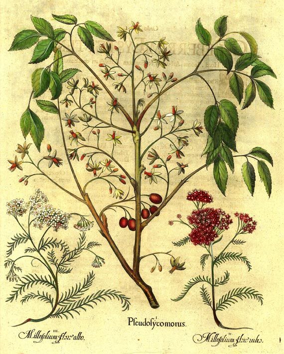 Blumen und Pflanzen - Pseudosycomorus/Chinesischer Holunder.