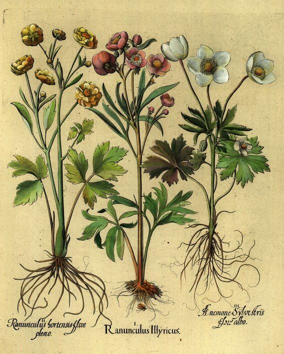 Blumen und Pflanzen - Ranunculus illyricus/Illyrischer Hahnenfuß.
