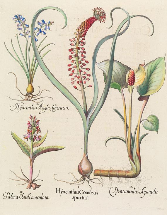 Blumen und Pflanzen - Hyacinthus comosus spurius.
