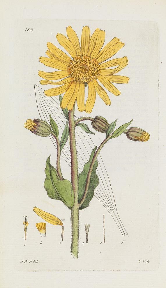Johann Wilhelm Palmstruch - Svensk Botanik. 10 Bde. (von 11), 1802 - Weitere Abbildung
