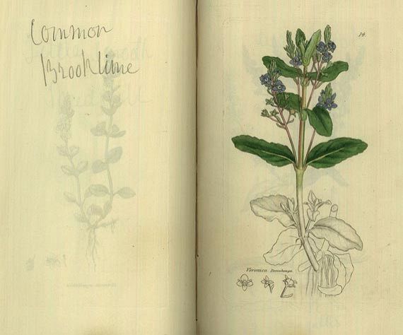 James Sowerby - English Botany.