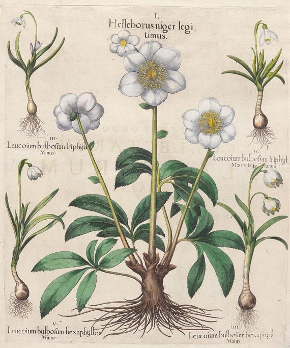 Blumen und Pflanzen - Helleborus niger legitimus/Christrose, Schwarze Nieswurz.