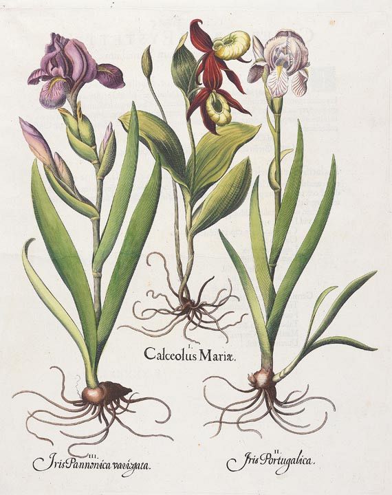 Blumen und Pflanzen - Calceolus Mariae/Frauenschuh.
