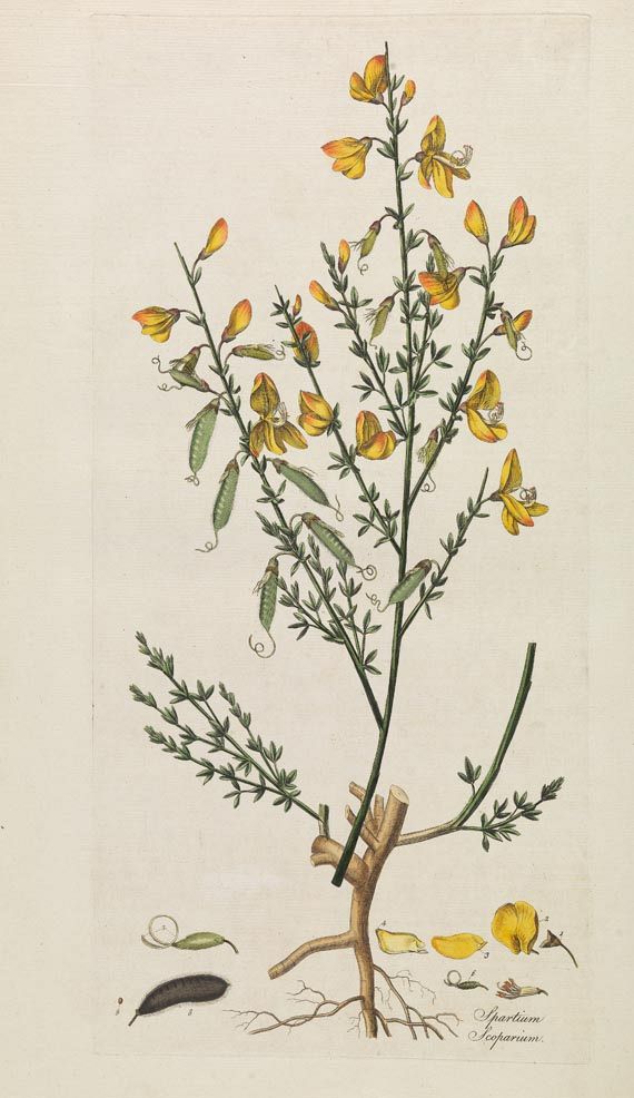 William Curtis - Flora Londinensis. 1828.