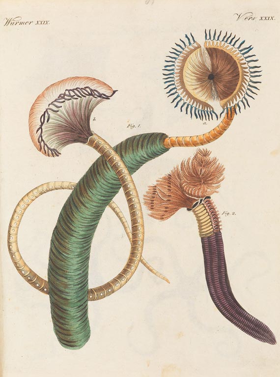 Insekten und Würmer - Tafelband der Schmetterlinge und Insekten, 1820.