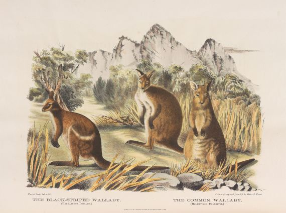 Gerard Krefft - Mammals of Australia, 1871.