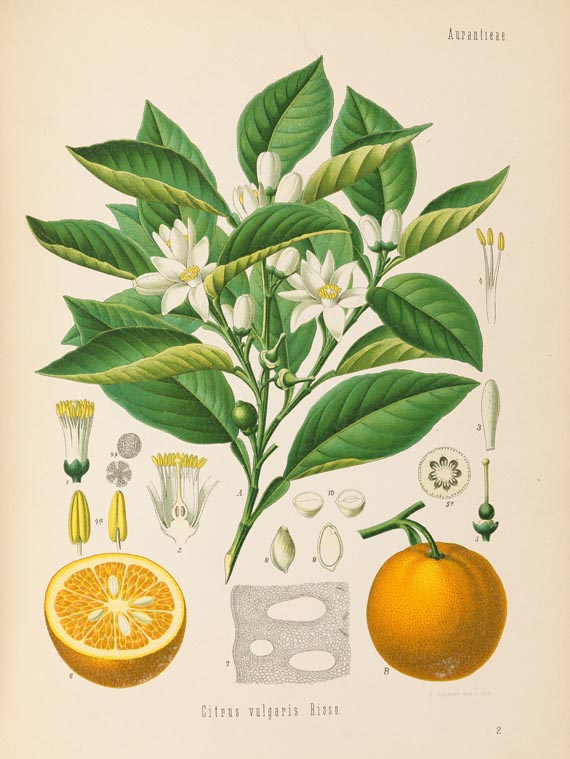 Hermann Adolph Köhler - Medizinal-Pflanzen, 3 Bde., 1883
