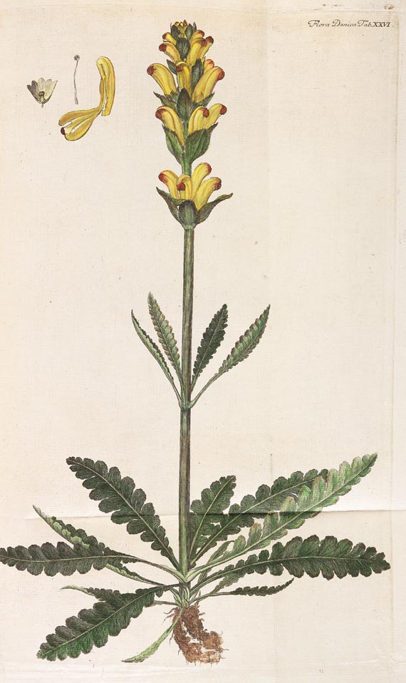 Georg Christian Oeder - Flora Danica, 1766, 29 Hefte in 15 Bdn. - Weitere Abbildung