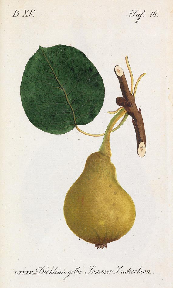 Johann Sickler - Der teutsche Obstgärtner 20 Bde. 1794 - Weitere Abbildung