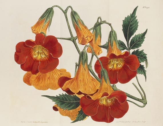 William Curtis - The botanical magazine, 1790-1838. Zus. 66 in 45 Bdn. - Weitere Abbildung