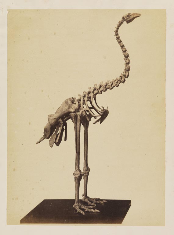 Gustav Jäger - Bericht über ein Skelett von Palapteryx ingens. 1863