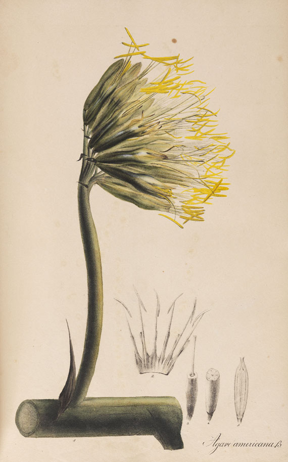 Theodor Friedrich Ludwig Nees von Esenbeck - Plantae officinales medicinales. 1828. - Weitere Abbildung
